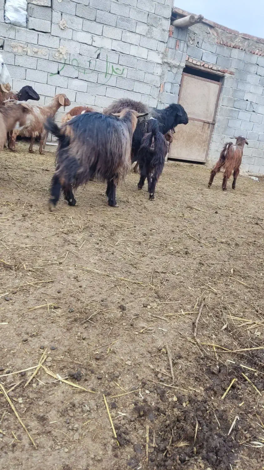 قوچ دندان ۴|حیوانات مزرعه|خسروشاه, |دیوار