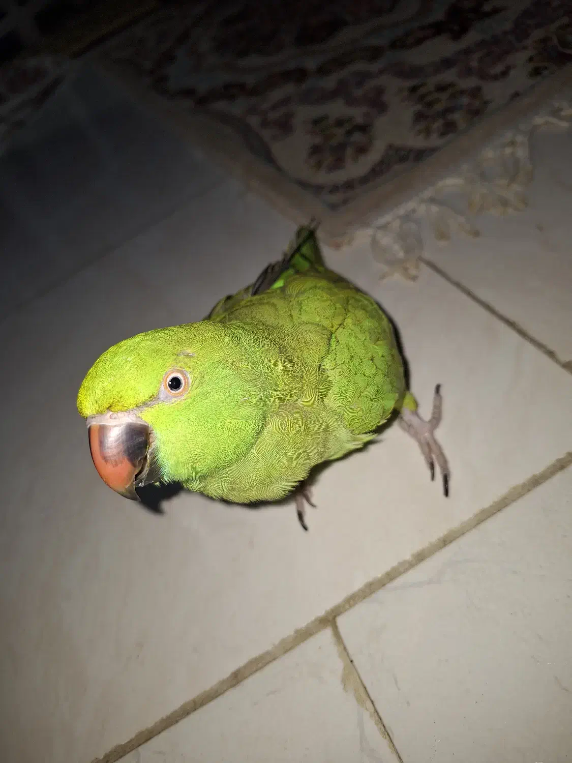 طوطی ماده کنجکاو|پرنده|اصفهان, شاهزاده ابراهیم|دیوار