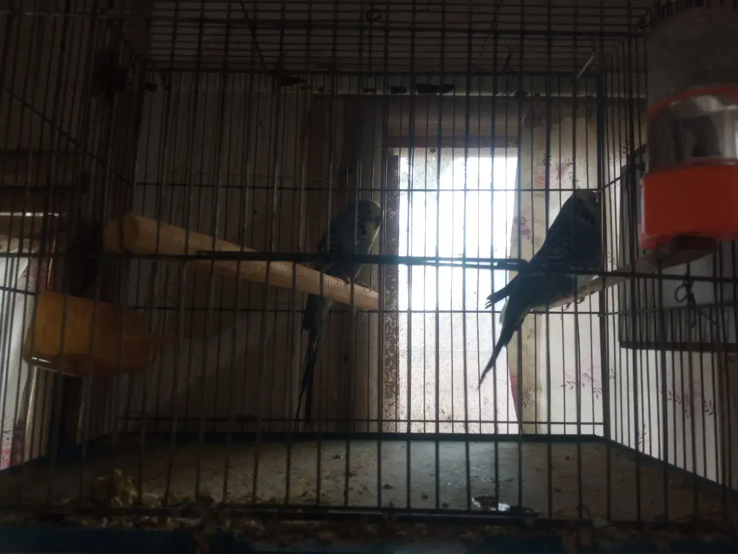 پرنده|پرنده|سهند, |دیوار