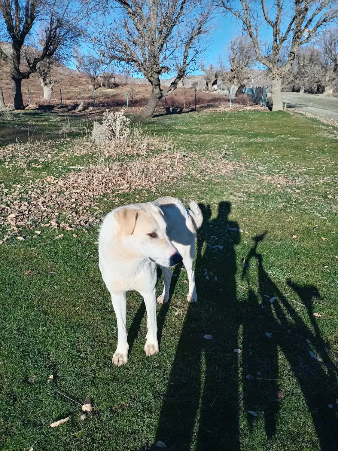 مریوان|سگ|سروآباد, |دیوار