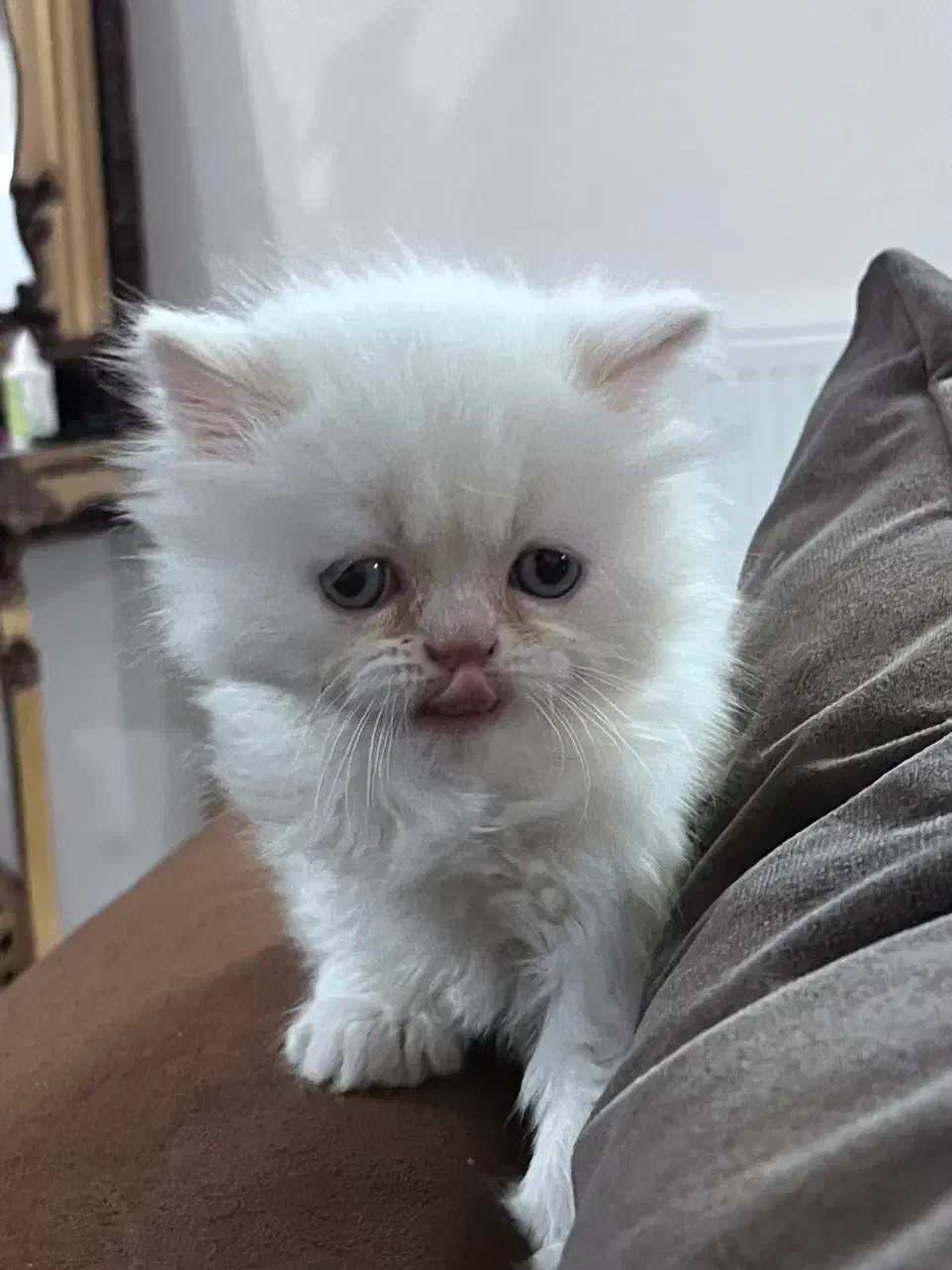 واگذاری بچه میکس هیمالین وبریتیش|گربه|مشهد, نوید|دیوار