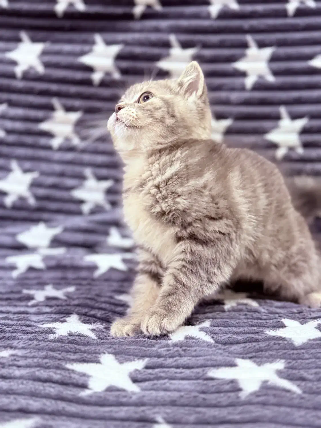 بچه گربه بریتیش فضول|گربه|اهواز, شهرک برق|دیوار