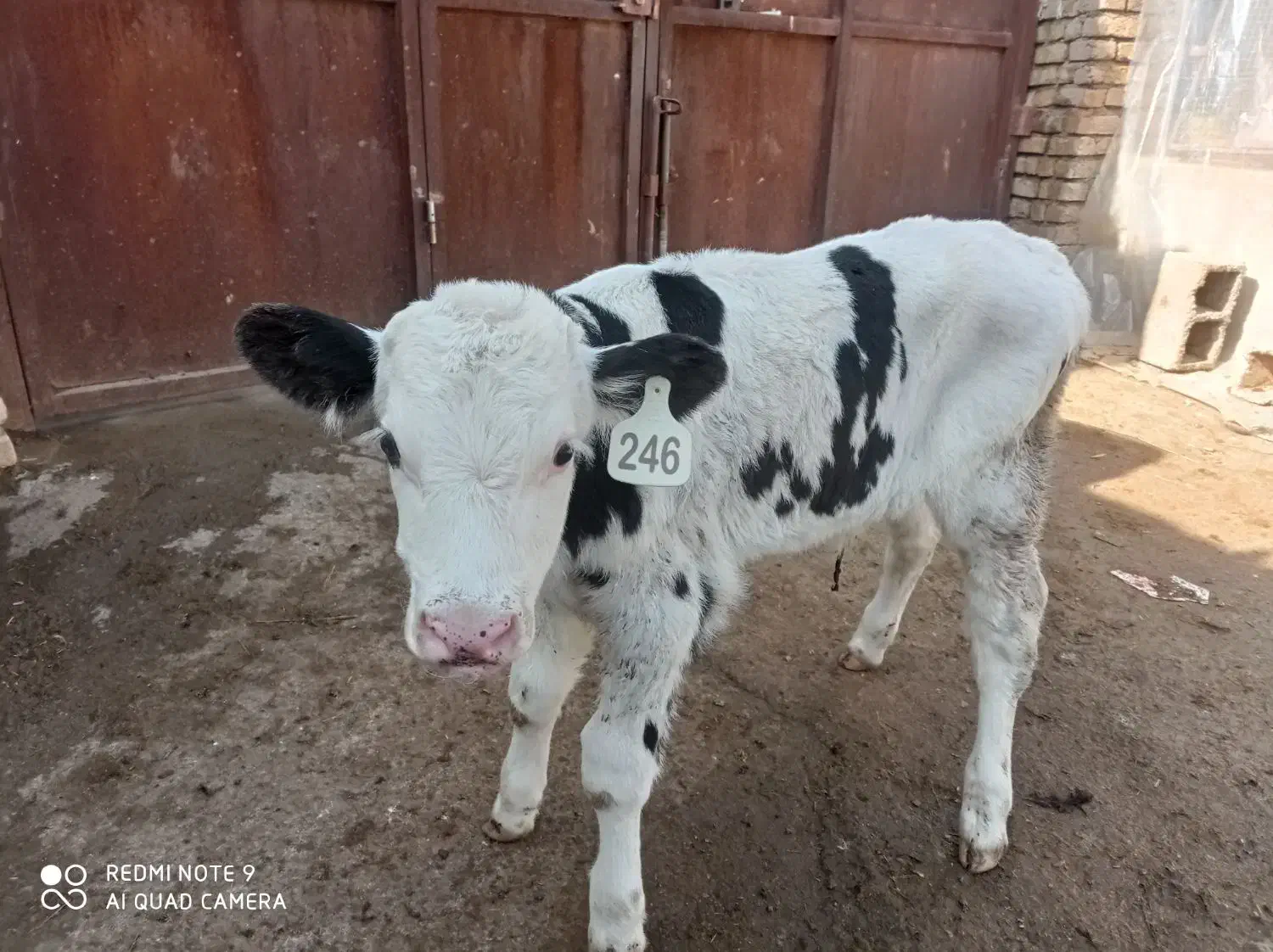 گوساله نر|حیوانات مزرعه|مشهد, فرخد|دیوار
