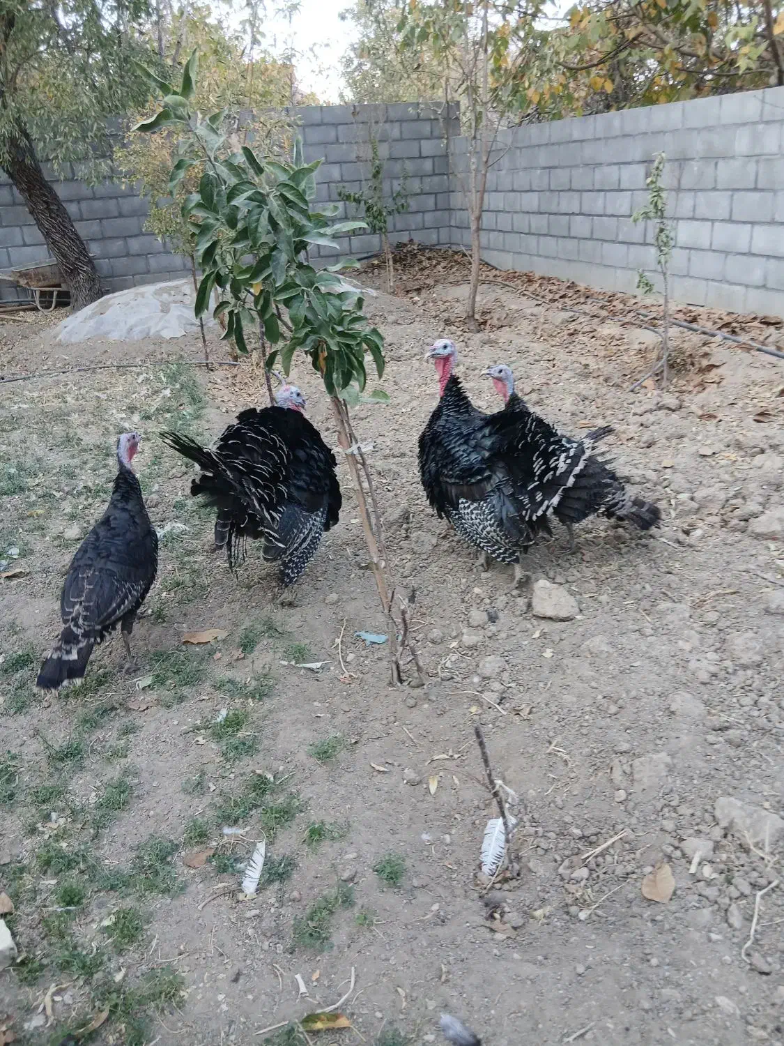 بوقلمون نرو ماده|حیوانات مزرعه|یزد, |دیوار