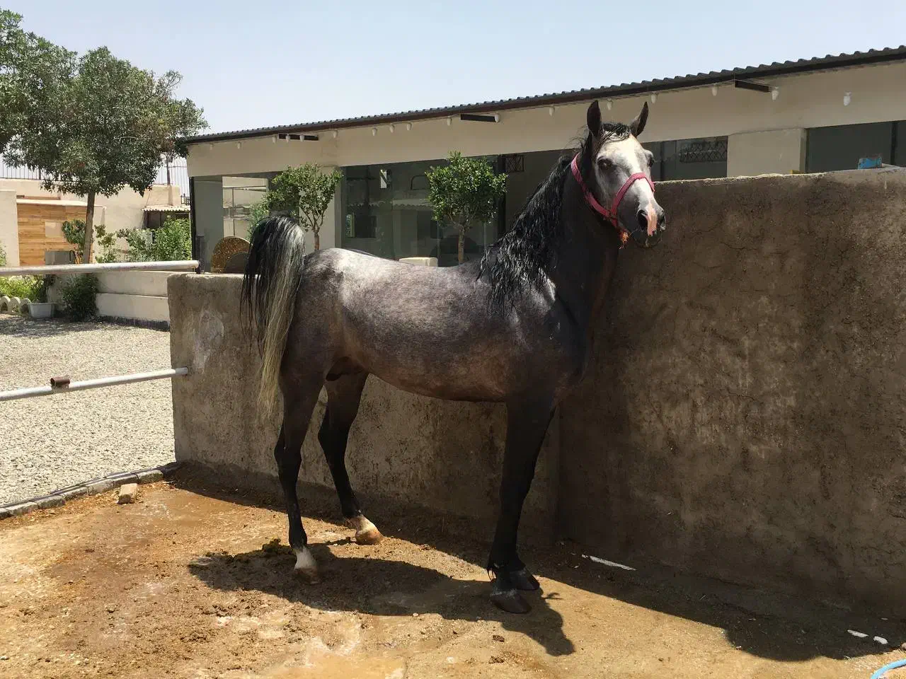 اسب|اسب و تجهیزات اسبسواری|ری, شهرک نظامی|دیوار