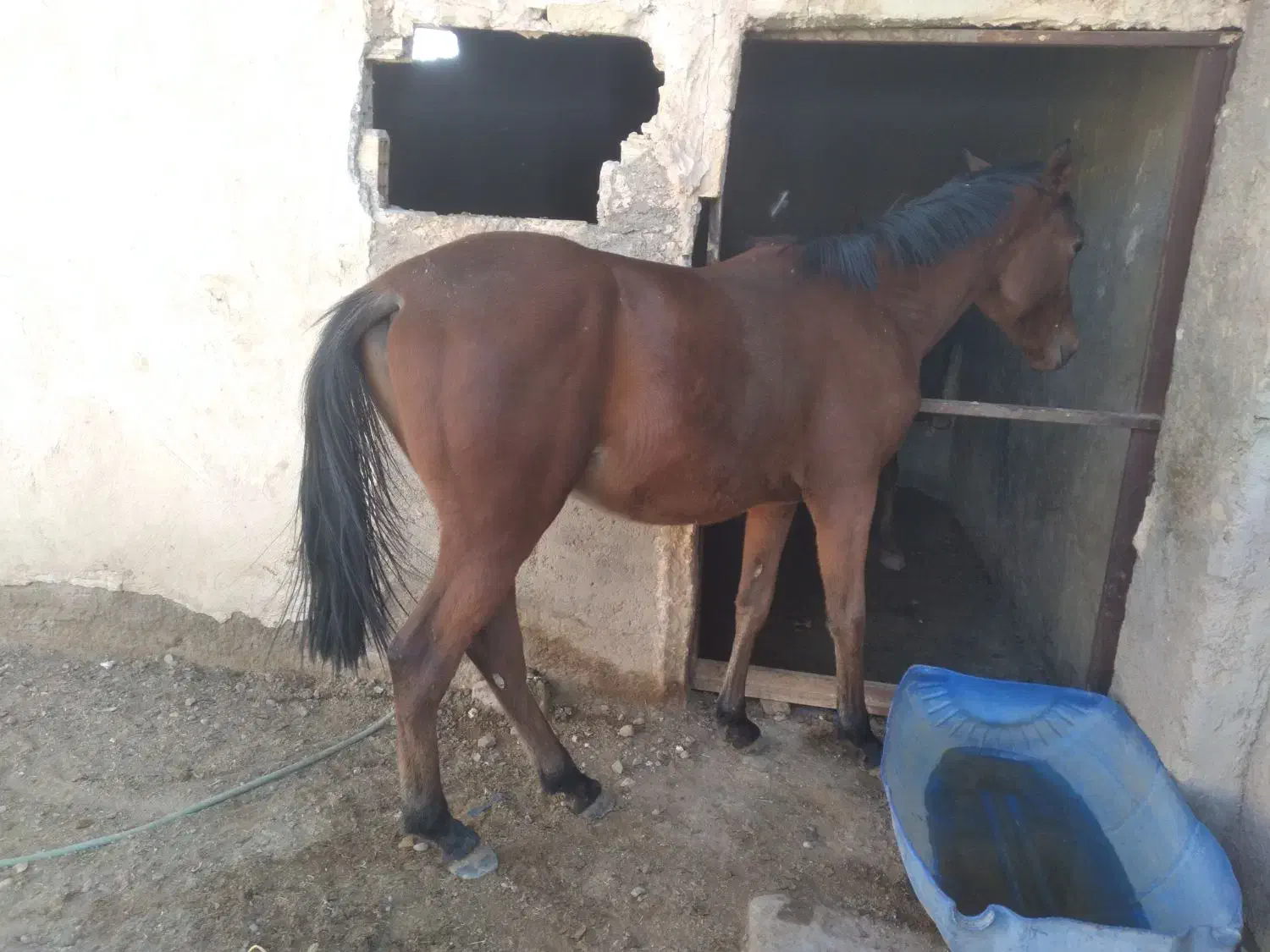 مادیان ۵ساله عرب وکره نریان عرب یکسر کورسی ۲سال|اسب و تجهیزات اسبسواری|یزد, |دیوار