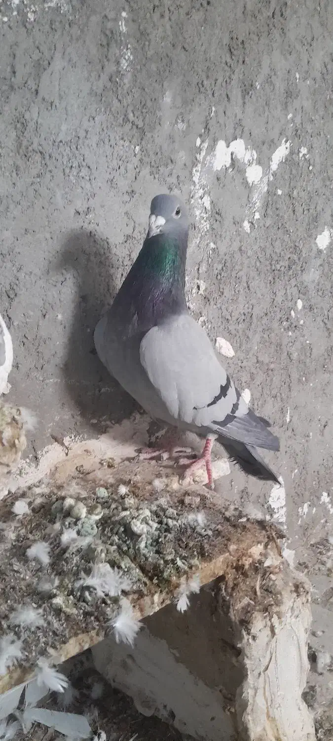 سبز وحشی نر|پرنده|تربتحیدریه, چهارراه خواف|دیوار