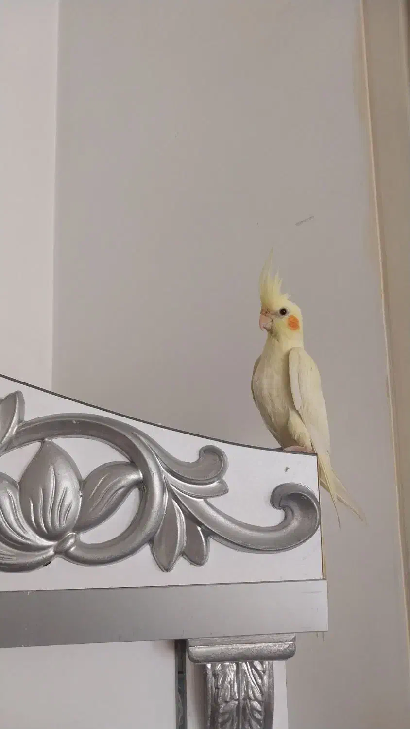 عروس هلندی نر|پرنده|شاهرود, |دیوار