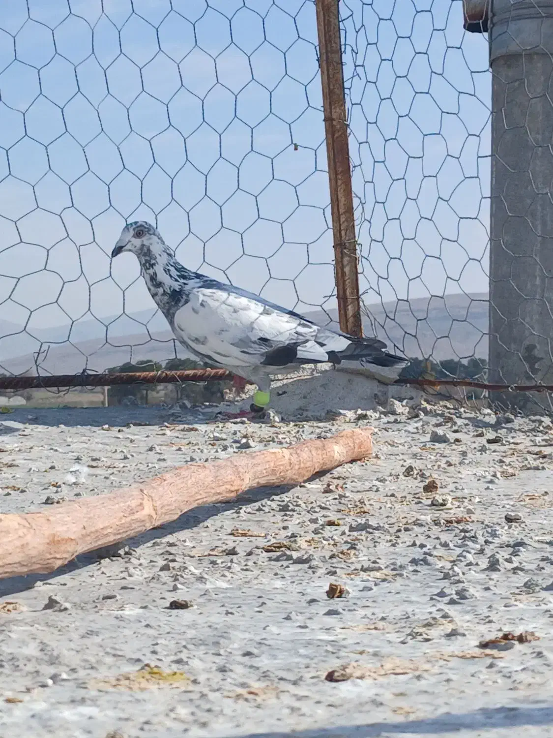 گلی سبز ماده|پرنده|مرودشت, شهرک مهدیه|دیوار