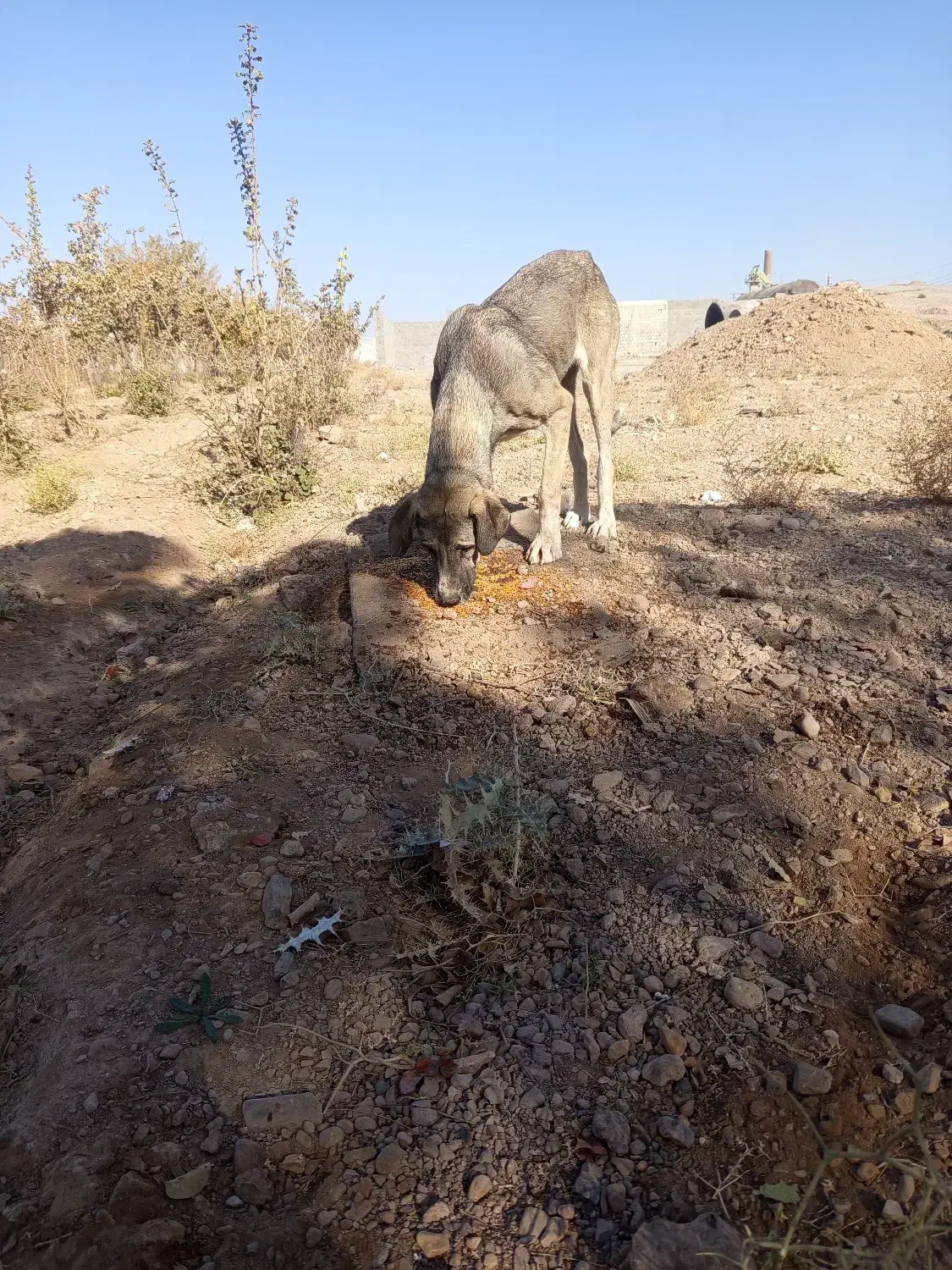 سگ سرابی درج یک۲سالع ماده|سگ|میمه, |دیوار