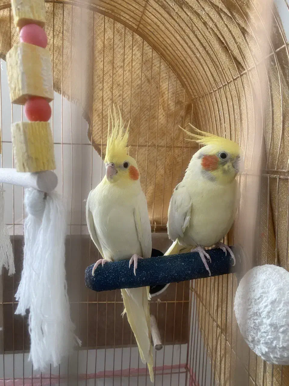 عروس هلندی درشت|پرنده|تهران, شهرک چیتگر|دیوار