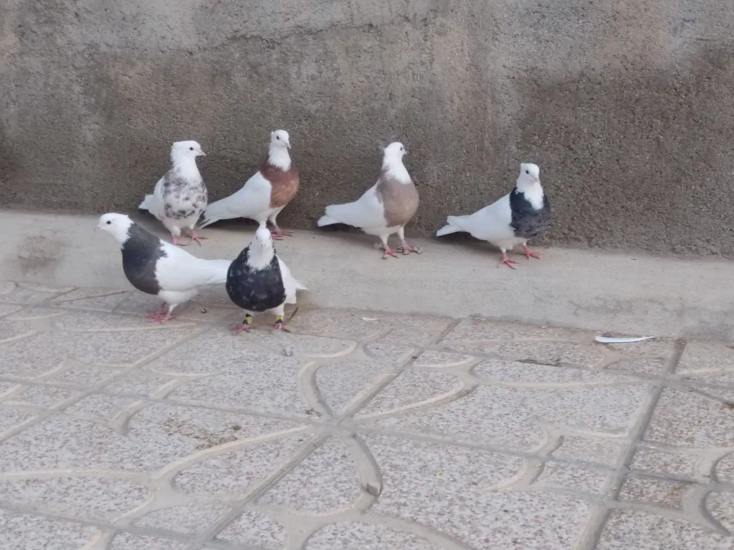 کبوتر طوقی|پرنده|کبودرآهنگ, |دیوار