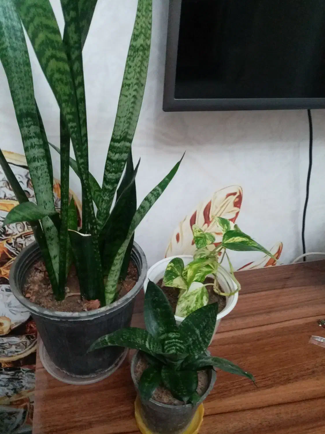 گلهای خانه من|گل و گیاه طبیعی|تبریز, |دیوار