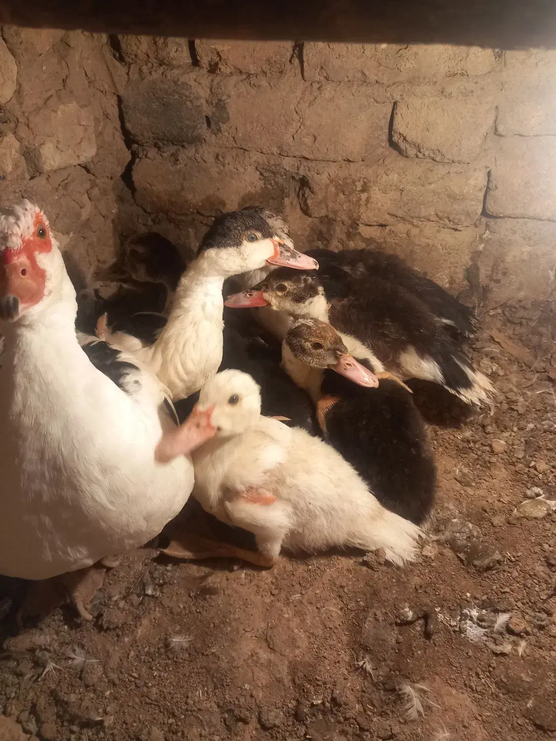 اردک های اسرائیلی کوچک و بزرگ|حیوانات مزرعه|قیدار, |دیوار