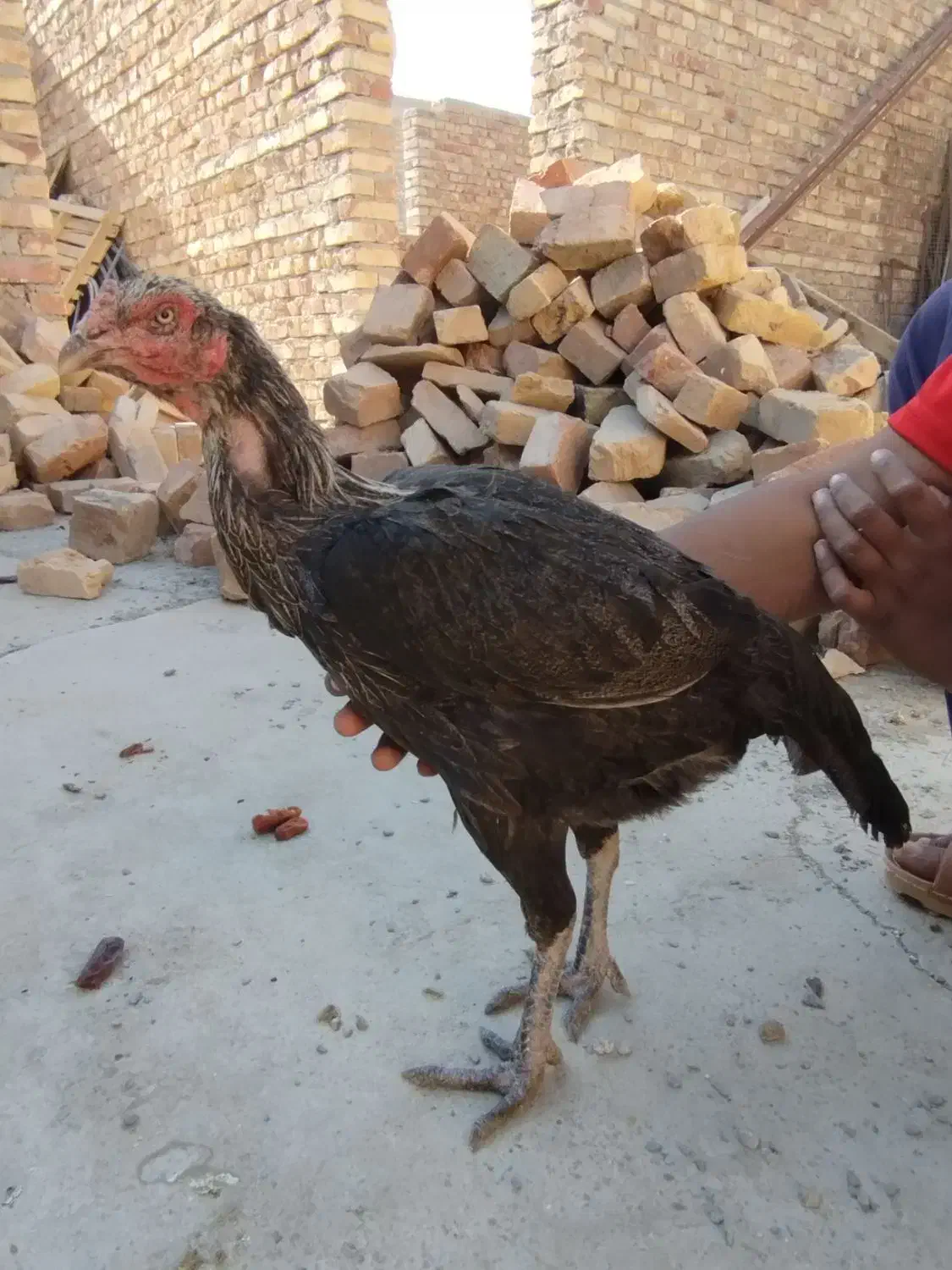 ماکیان لاری معامله ای|حیوانات مزرعه|سراوان, |دیوار