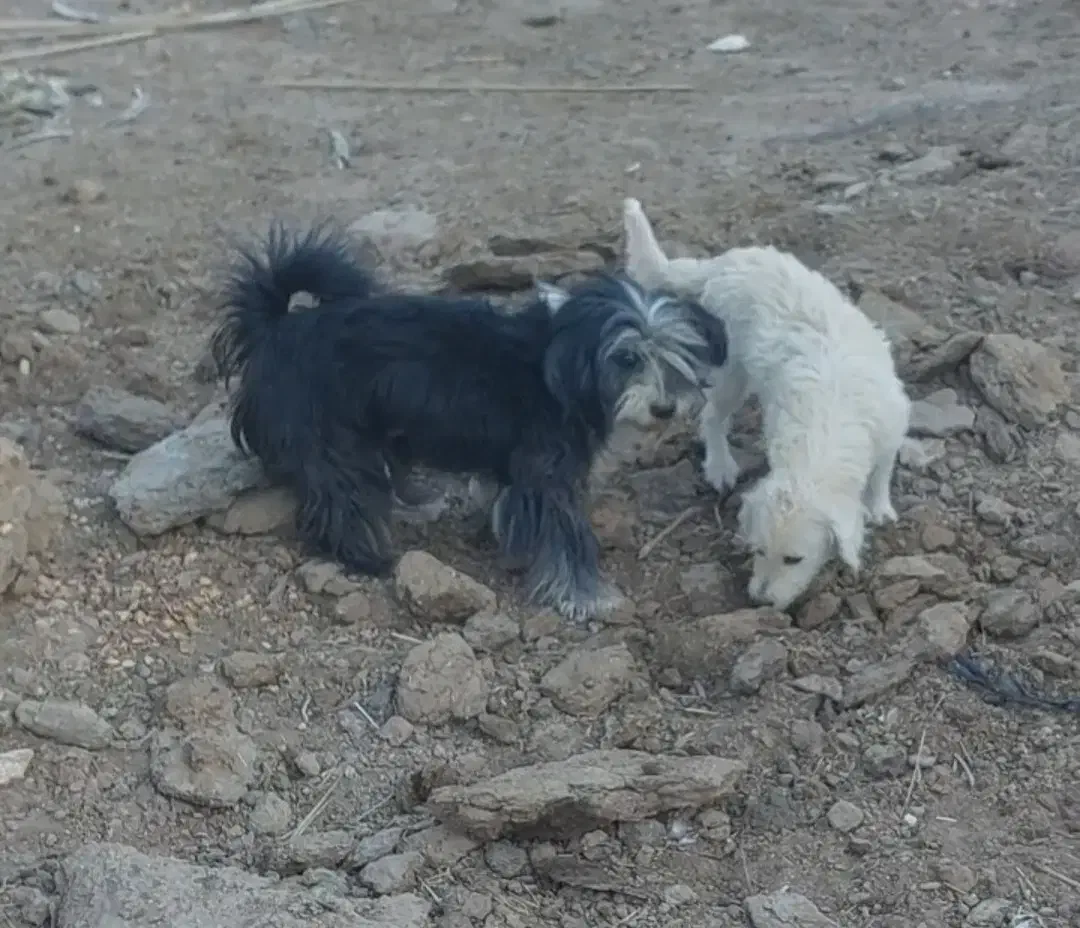 فروشی دو عدد|سگ|بافق, |دیوار