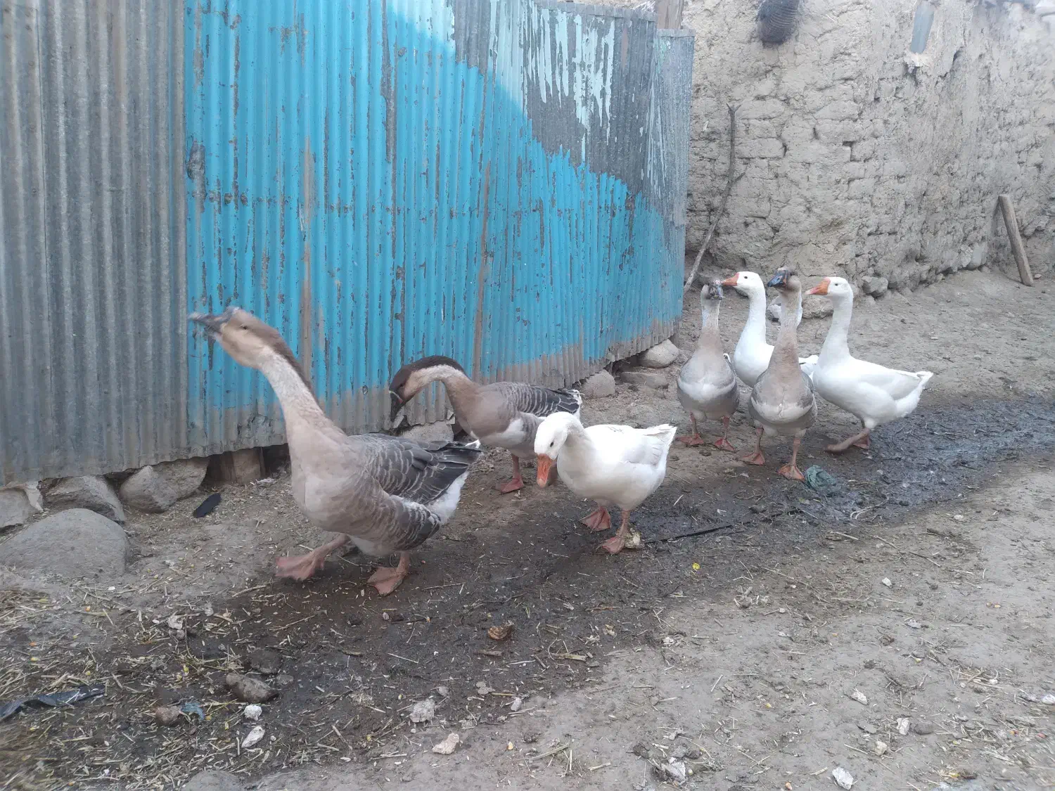 قوغاز|حیوانات مزرعه|تیکمه داش, |دیوار