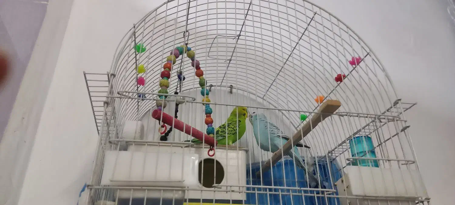 مرغ عشق|پرنده|قرچک, میرزائی جنوبی|دیوار