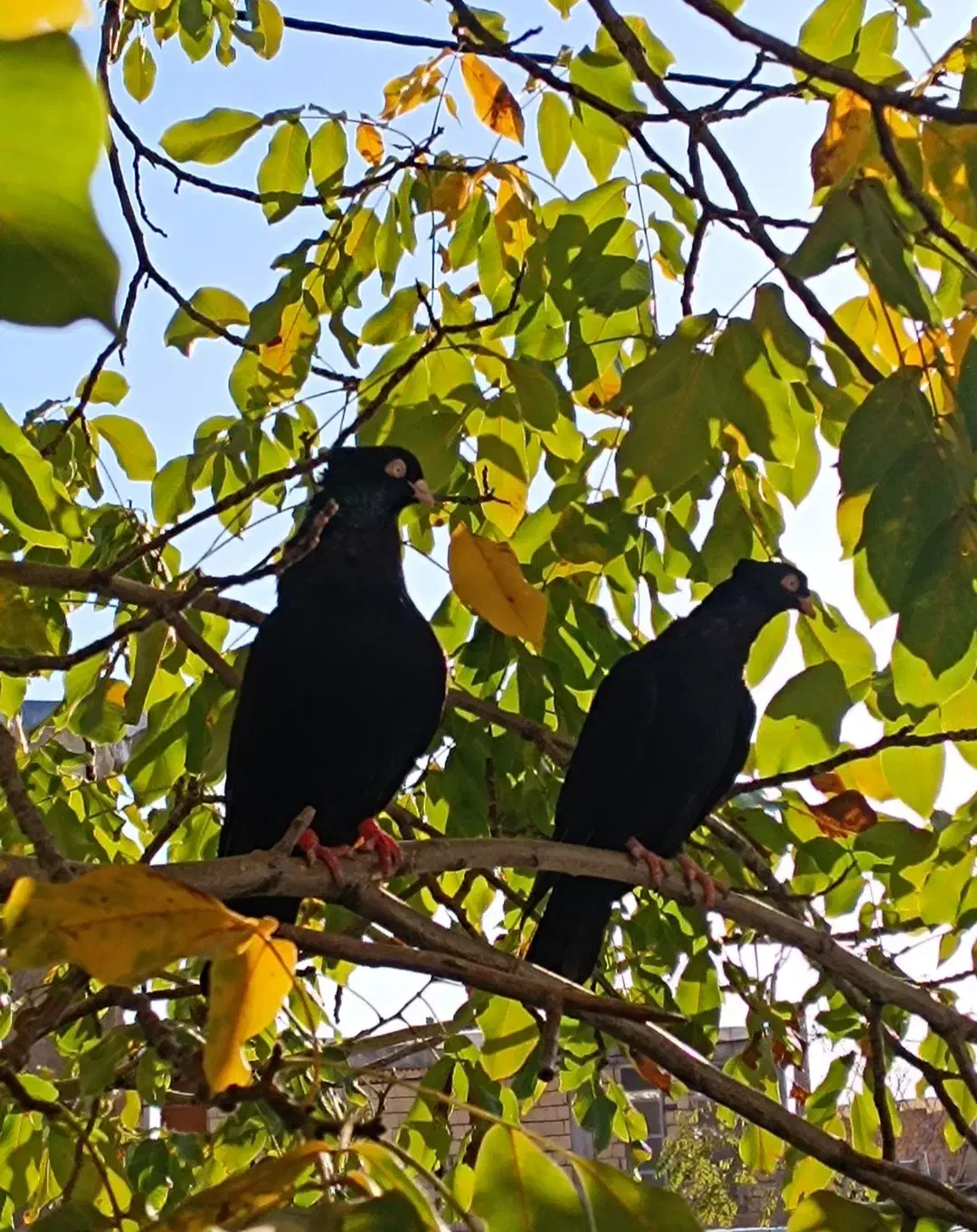 کبوتر صرب|پرنده|سمیرم, |دیوار