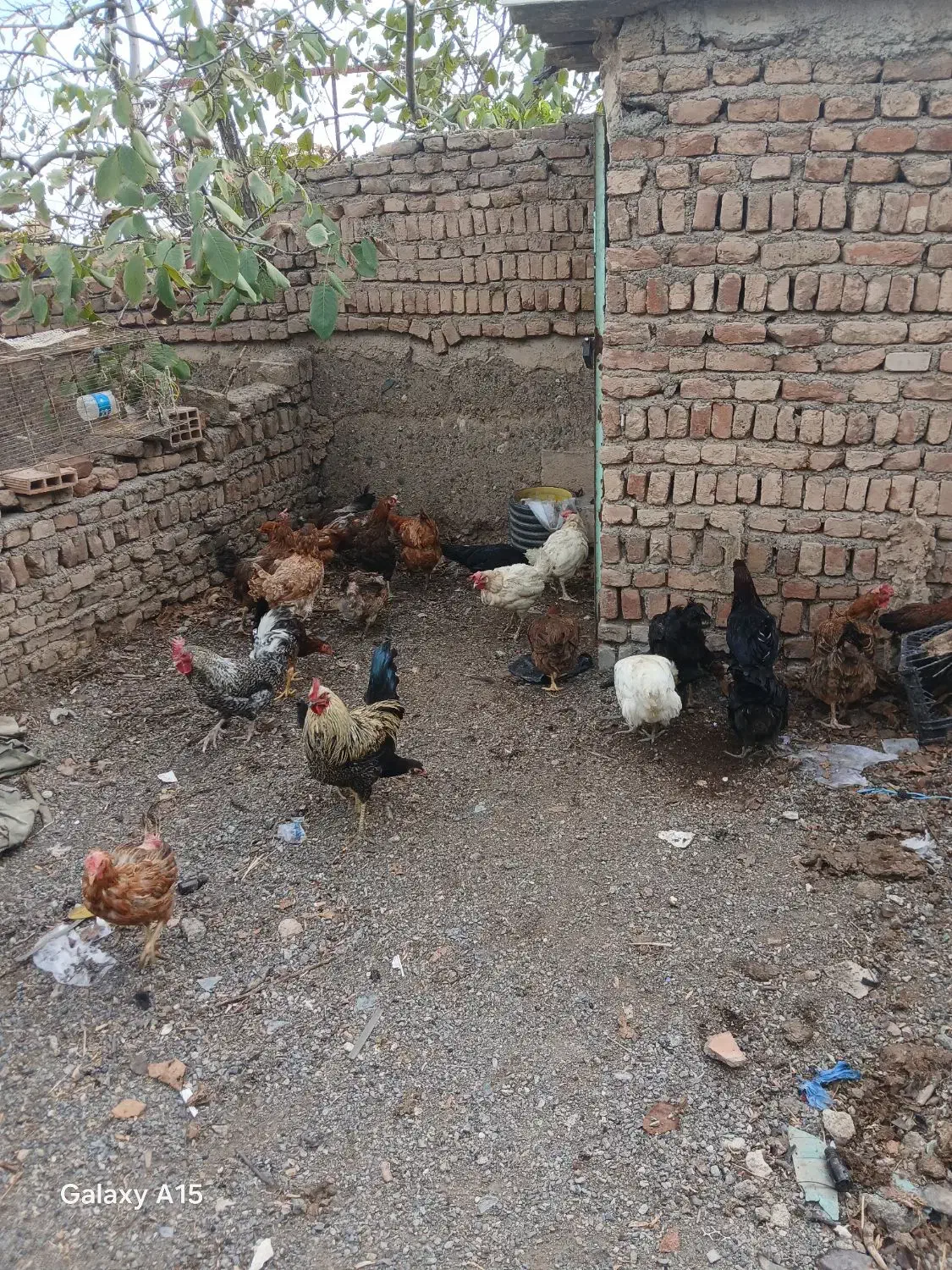 خروس و مرغ|حیوانات مزرعه|شبستر, |دیوار