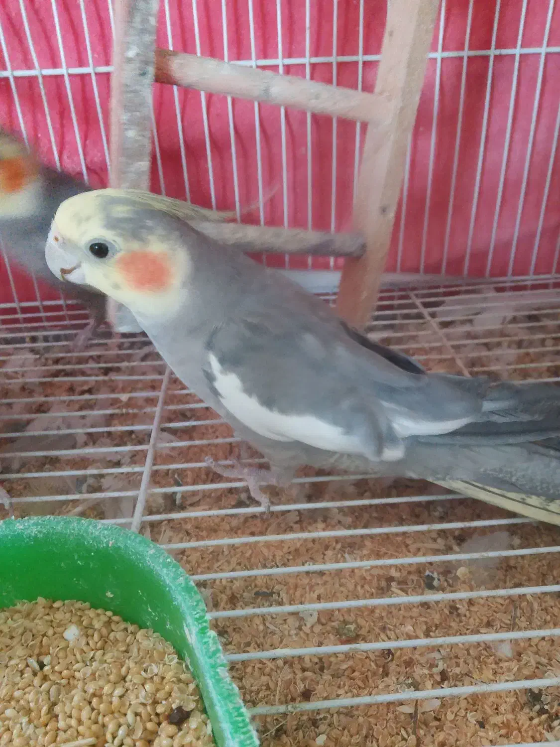 عروس هلندی|پرنده|مشهد, باغون آباد|دیوار