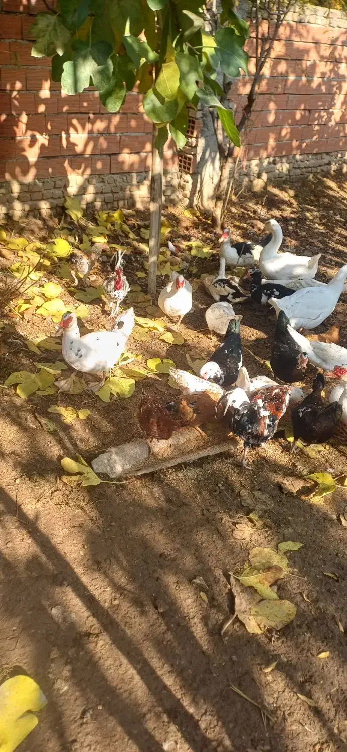 فرش اردک خارجی نر وماده . و مرغ و خروس|حیوانات مزرعه|بهشهر, |دیوار