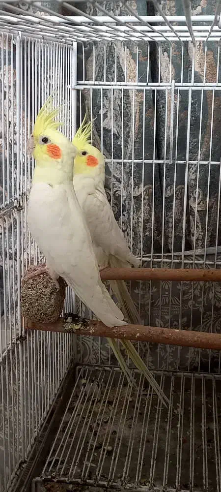 عروس هلندی جفت مولد لوتینو|پرنده|دوگنبدان, |دیوار