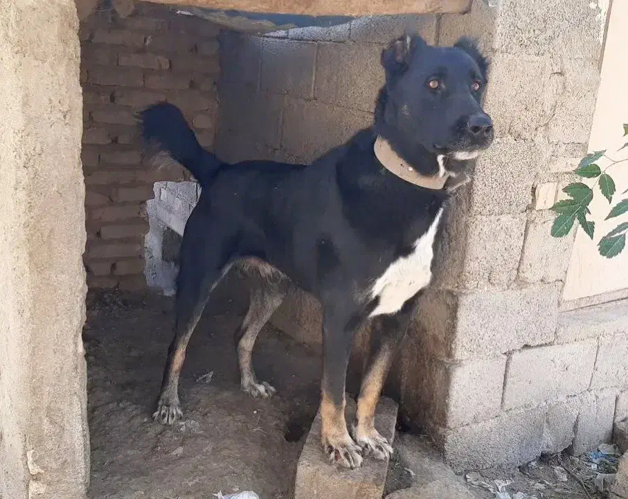 حیوان سگ|سگ|قائن, |دیوار