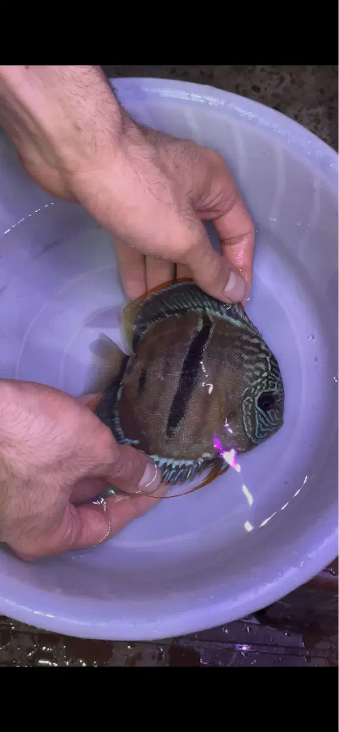 دیسکس ۲ اینچ|ماهی|اصفهان, شمس آباد|دیوار