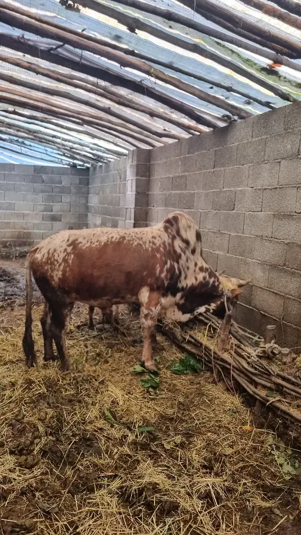 ورزا زری|حیوانات مزرعه|احمدسرگوراب, |دیوار