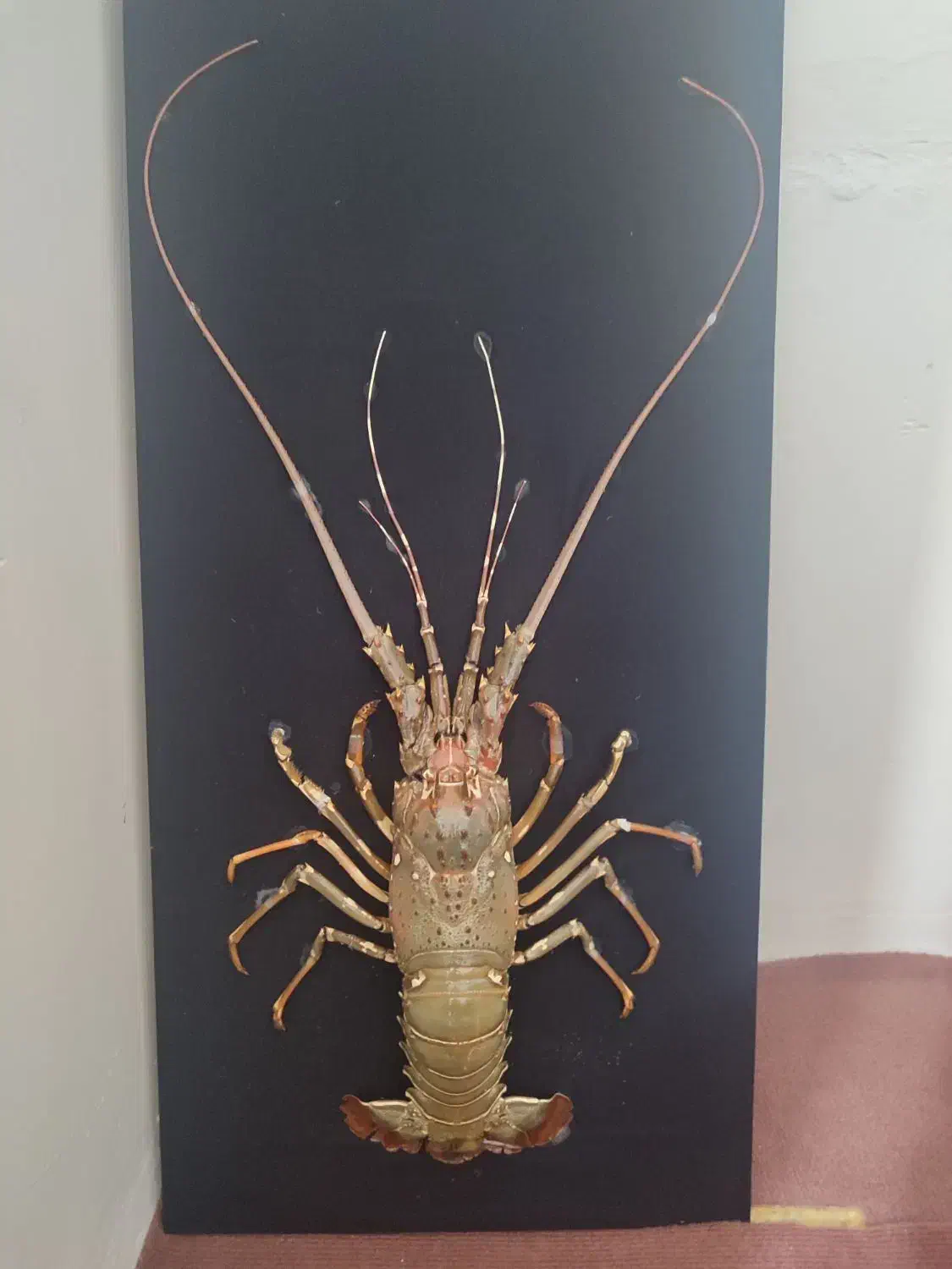 تابلو|تابلو، نقاشی، عکس|چابهار, |دیوار