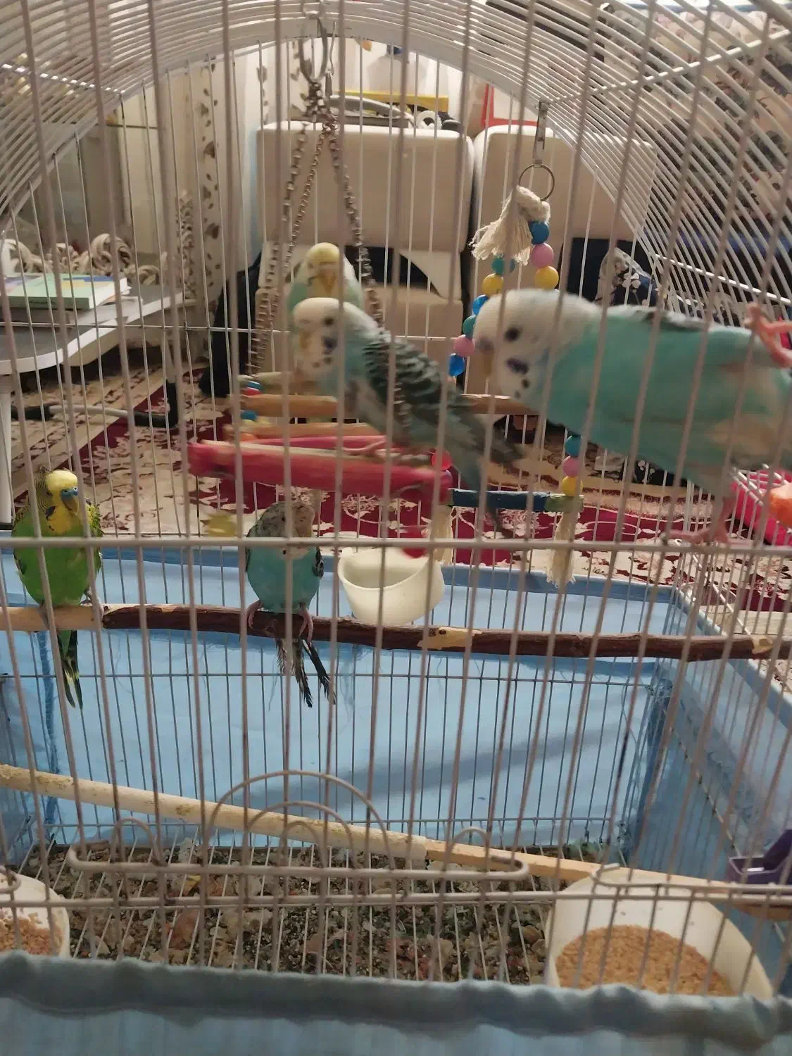 مرغ عشق|پرنده|سهند, |دیوار