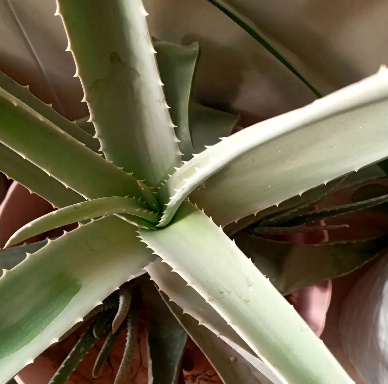 گل آلوئه ورا|گل و گیاه طبیعی|اراک, |دیوار