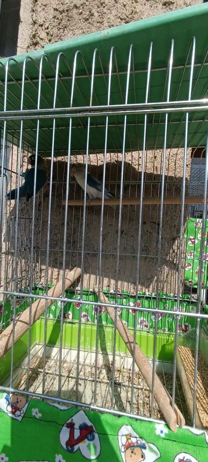 طوطی برزیلی|پرنده|نیریز, |دیوار