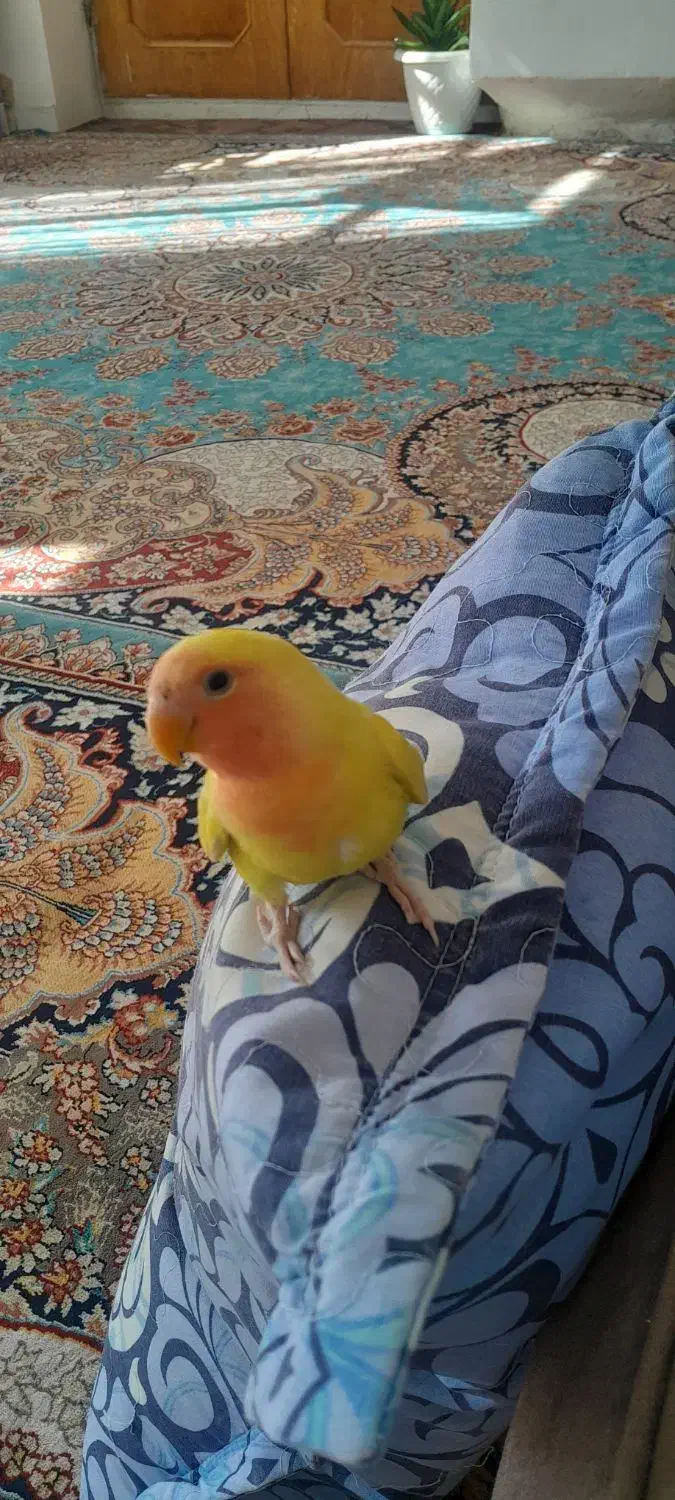 طوطی برزیلی|پرنده|بجنورد, |دیوار