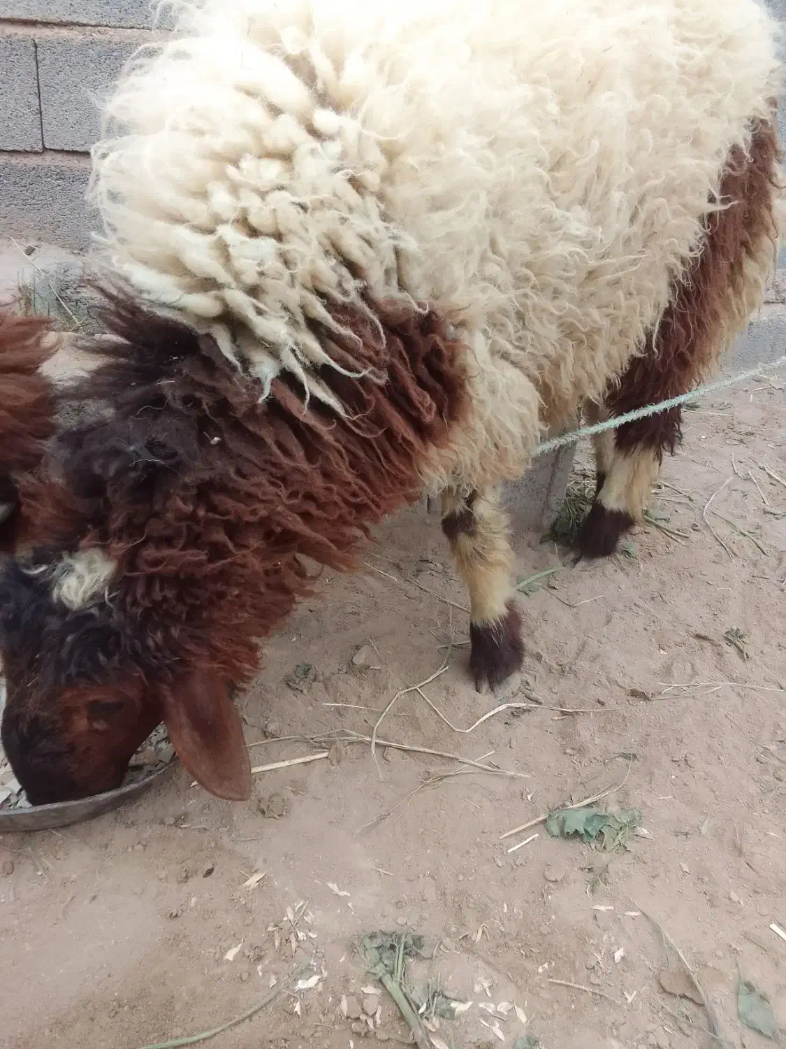 بره نرسالم بزرگ|حیوانات مزرعه|کرخه, |دیوار