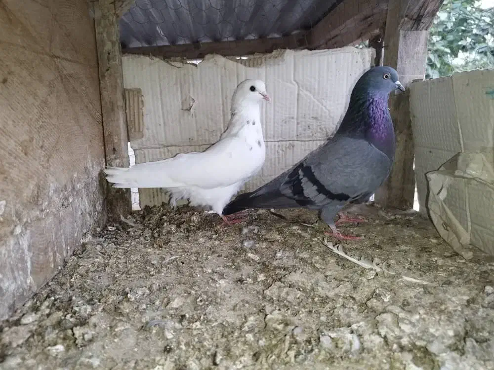 کبوتره خوب،|پرنده|ارطه, |دیوار