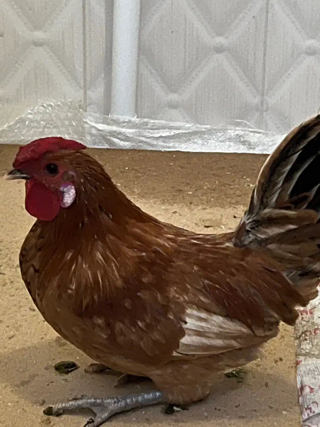 جوجه خروس|حیوانات مزرعه|یزد, |دیوار