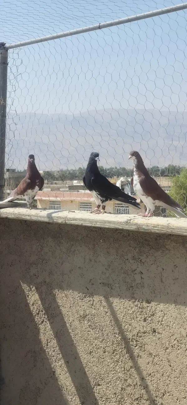 کبوتر شهری|پرنده|شیراز, سلطان آباد|دیوار