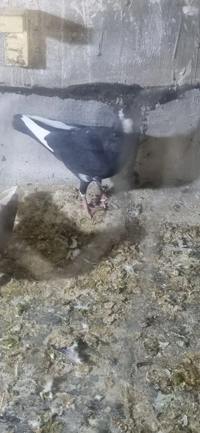 کفتر کبوتر|پرنده|شیراز, شهرک ولیعصر|دیوار