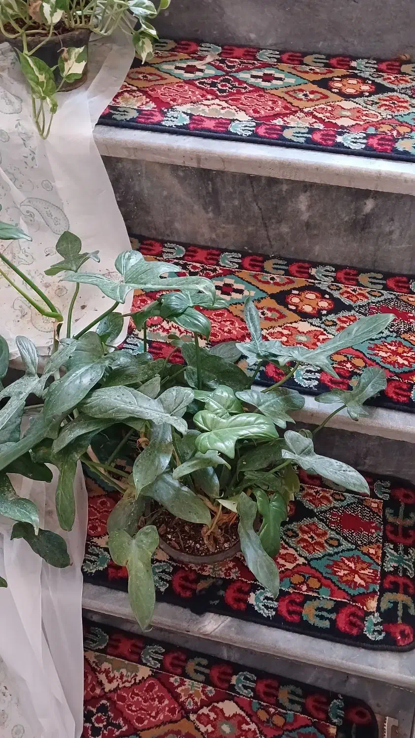 گیاه مقاوم و رونده پنجه کلاغی|گل و گیاه طبیعی|قم, چهل درخت‎|دیوار