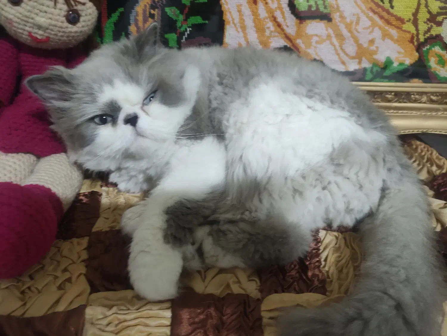 گربه همالین پرشین|گربه|اصفهان, وحید|دیوار