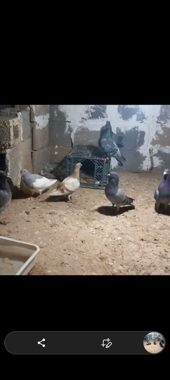 کبوتر|پرنده|ارم, |دیوار