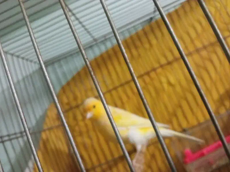 قناری بخون|پرنده|پاکدشت, پاکدشت (مامازند)|دیوار