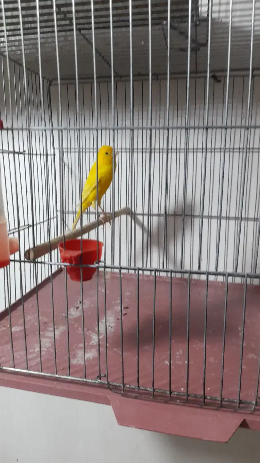 قناری طلایی نر|پرنده|شیراز, شهرک سعدی|دیوار