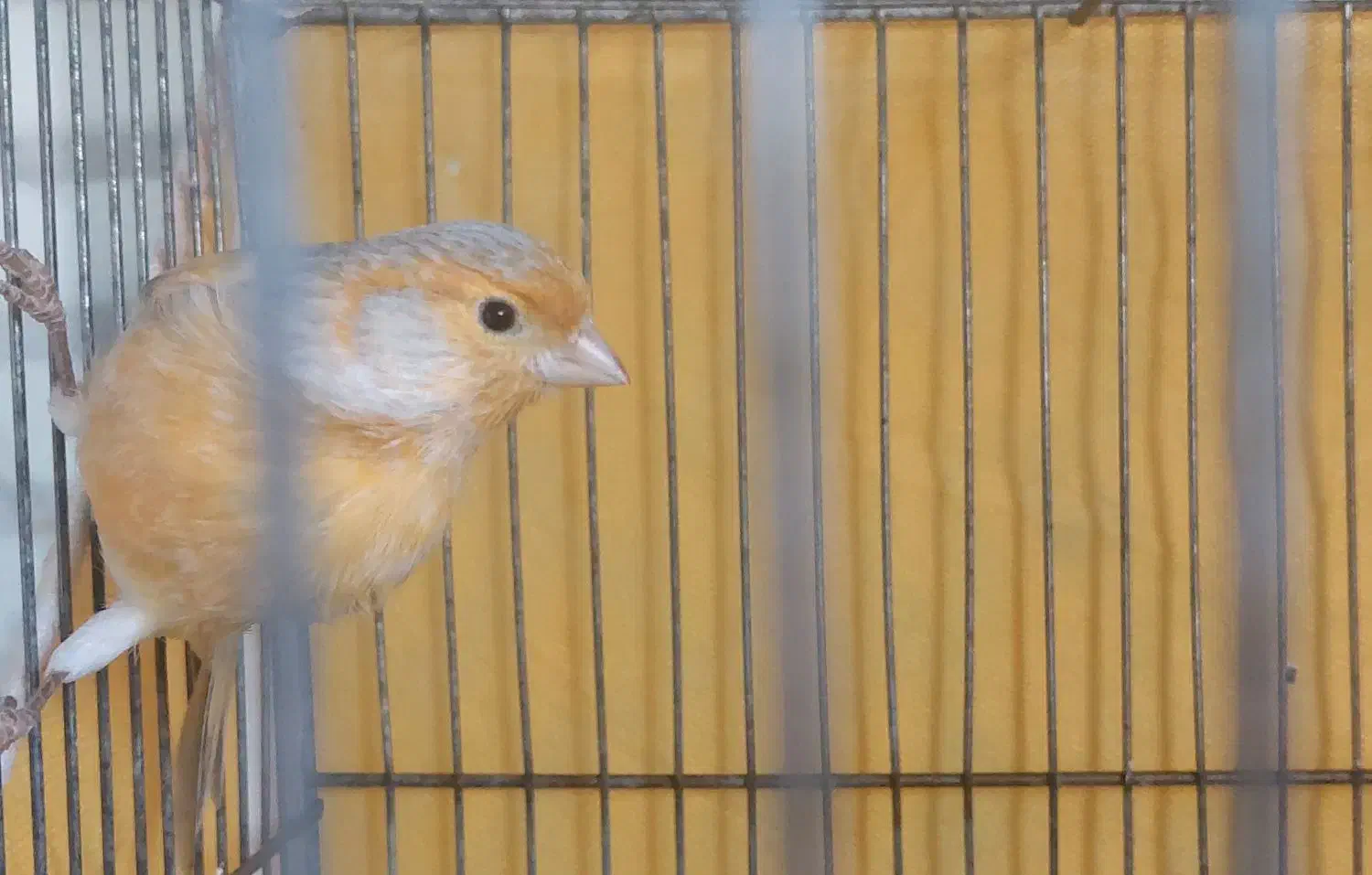 قناری اوپال سیلور|پرنده|قم, پردیسان|دیوار