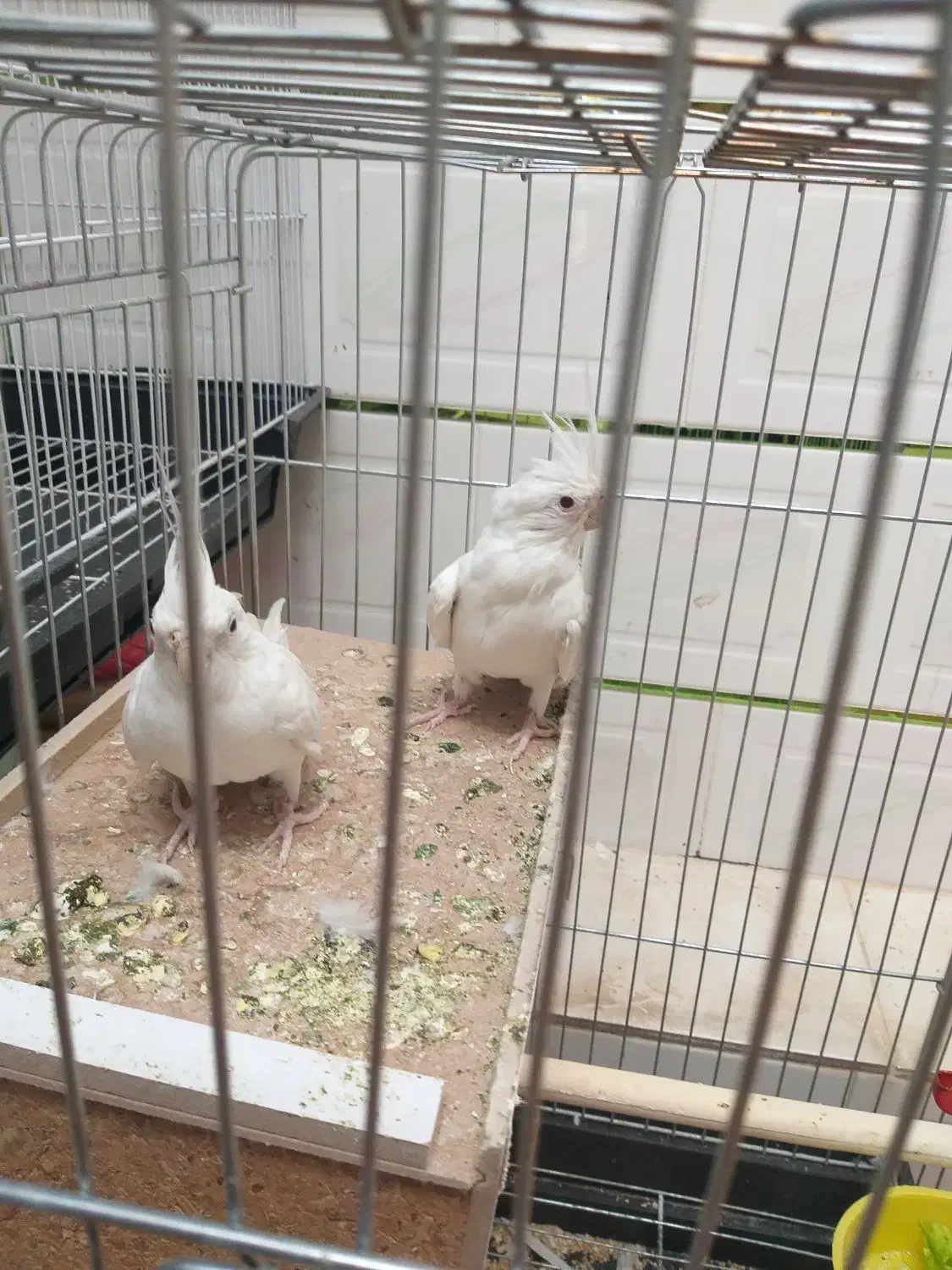 جفت عروس هلندی مولد البینو چشم شرابی|پرنده|فولادشهر, باغشاد|دیوار