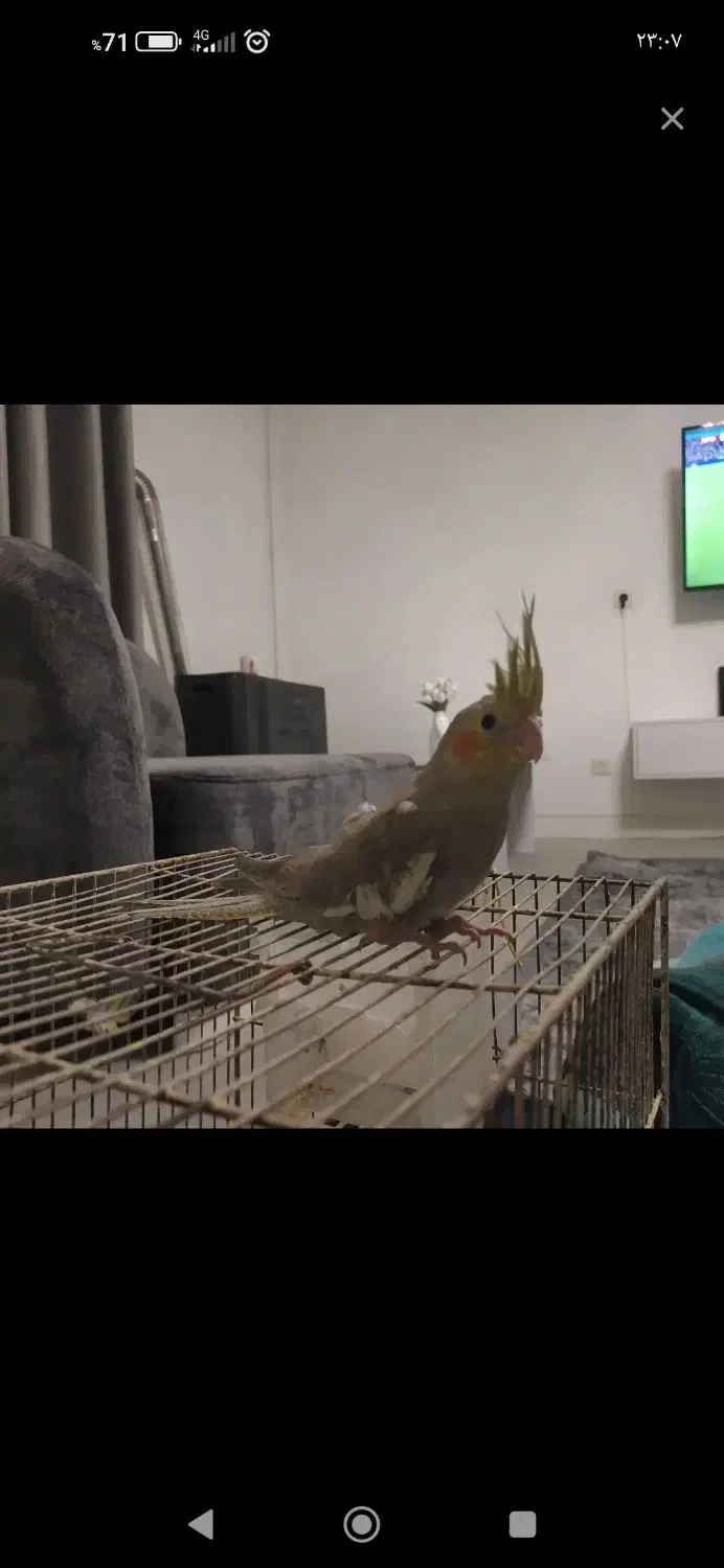 جوجه عروس 2ماهه|پرنده|جلفا, |دیوار