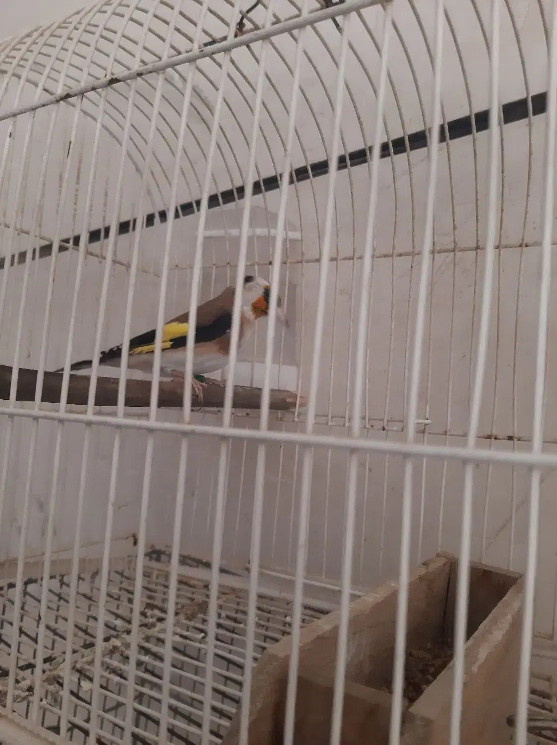 سهره دوسال قفس|پرنده|سنندج, |دیوار