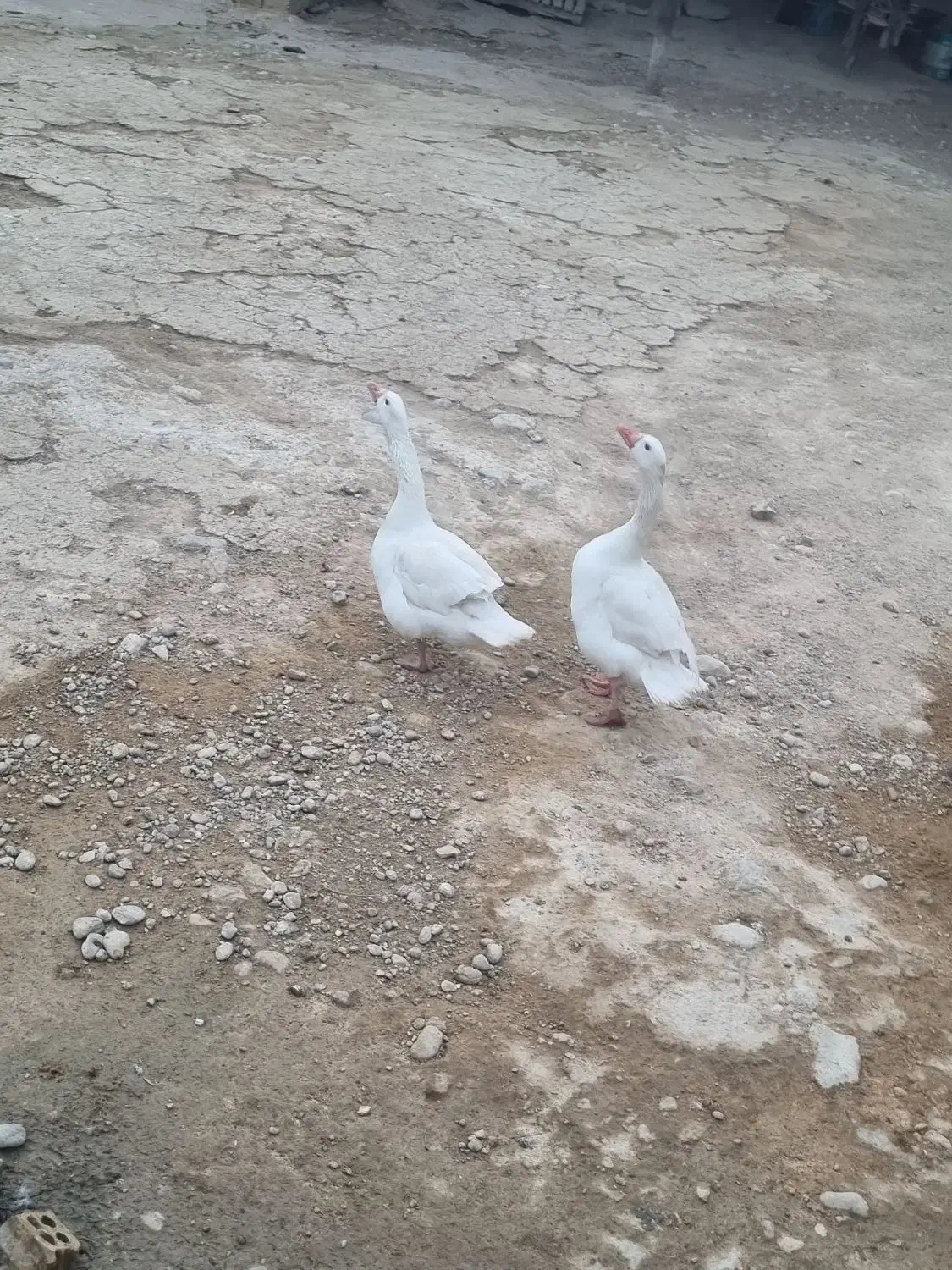 فروش غاز|حیوانات مزرعه|بهبهان, |دیوار